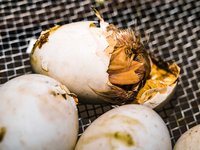 A newly hatched chick emerges from an egg incubator machine on a farm in Hanspukuria, West Bengal, India, on October 14, 2024. The global eg...