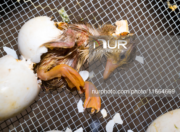 A newly hatched chick emerges from an egg incubator machine on a farm in Hanspukuria, West Bengal, India, on October 14, 2024. The global eg...