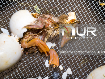 A newly hatched chick emerges from an egg incubator machine on a farm in Hanspukuria, West Bengal, India, on October 14, 2024. The global eg...