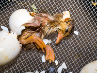 A newly hatched chick emerges from an egg incubator machine on a farm in Hanspukuria, West Bengal, India, on October 14, 2024. The global eg...