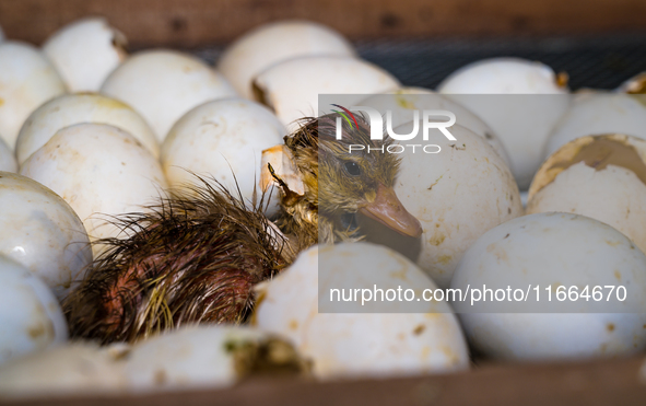 A newly hatched chick emerges from an egg incubator machine on a farm in Hanspukuria, West Bengal, India, on October 14, 2024. The global eg...