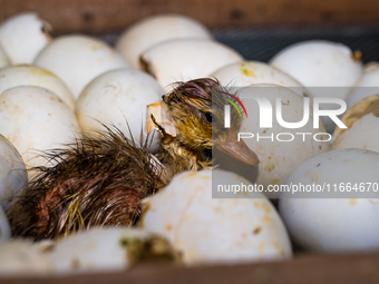 A newly hatched chick emerges from an egg incubator machine on a farm in Hanspukuria, West Bengal, India, on October 14, 2024. The global eg...