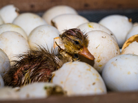 A newly hatched chick emerges from an egg incubator machine on a farm in Hanspukuria, West Bengal, India, on October 14, 2024. The global eg...