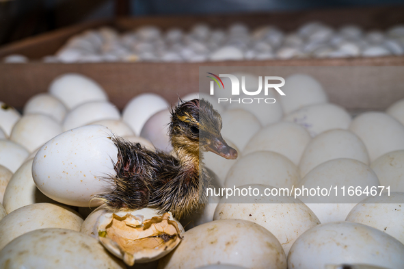 A newly hatched chick emerges from an egg incubator machine on a farm in Hanspukuria, West Bengal, India, on October 14, 2024. The global eg...