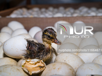 A newly hatched chick emerges from an egg incubator machine on a farm in Hanspukuria, West Bengal, India, on October 14, 2024. The global eg...