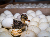 A newly hatched chick emerges from an egg incubator machine on a farm in Hanspukuria, West Bengal, India, on October 14, 2024. The global eg...