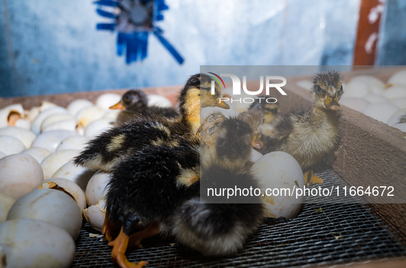 A newly hatched chick emerges from an egg incubator machine on a farm in Hanspukuria, West Bengal, India, on October 14, 2024. The global eg...