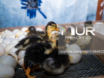 A newly hatched chick emerges from an egg incubator machine on a farm in Hanspukuria, West Bengal, India, on October 14, 2024. The global eg...