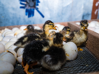 A newly hatched chick emerges from an egg incubator machine on a farm in Hanspukuria, West Bengal, India, on October 14, 2024. The global eg...