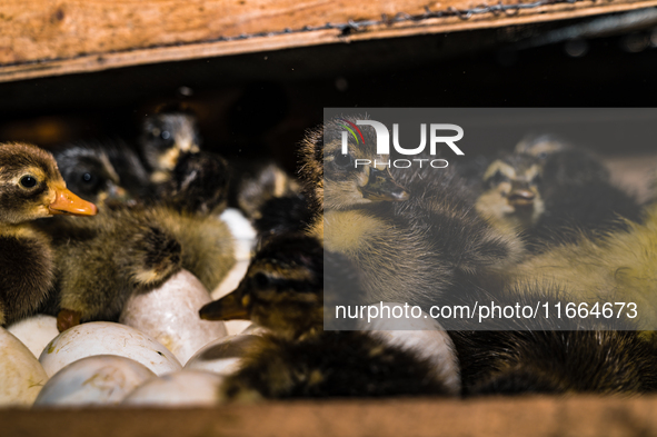 A newly hatched chick emerges from an egg incubator machine on a farm in Hanspukuria, West Bengal, India, on October 14, 2024. The global eg...