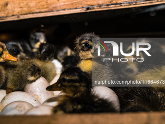 A newly hatched chick emerges from an egg incubator machine on a farm in Hanspukuria, West Bengal, India, on October 14, 2024. The global eg...