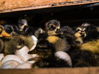 A newly hatched chick emerges from an egg incubator machine on a farm in Hanspukuria, West Bengal, India, on October 14, 2024. The global eg...