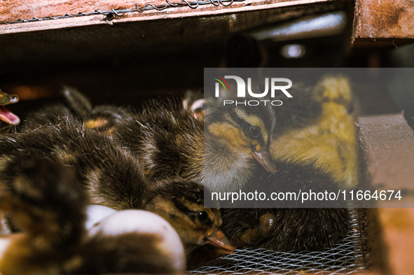 A newly hatched chick emerges from an egg incubator machine on a farm in Hanspukuria, West Bengal, India, on October 14, 2024. The global eg...