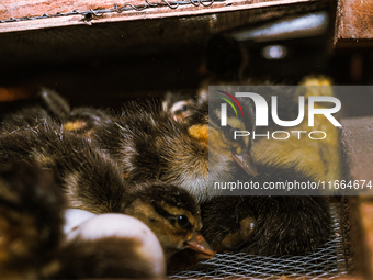 A newly hatched chick emerges from an egg incubator machine on a farm in Hanspukuria, West Bengal, India, on October 14, 2024. The global eg...