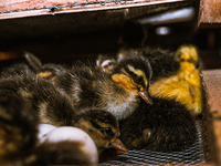 A newly hatched chick emerges from an egg incubator machine on a farm in Hanspukuria, West Bengal, India, on October 14, 2024. The global eg...