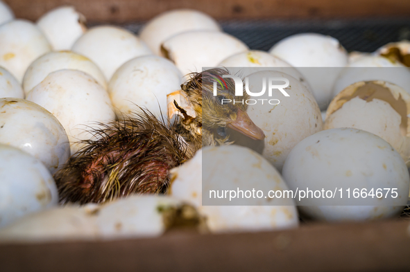 A newly hatched chick emerges from an egg incubator machine on a farm in Hanspukuria, West Bengal, India, on October 14, 2024. The global eg...