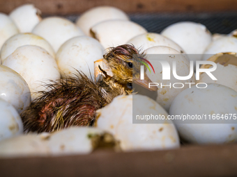 A newly hatched chick emerges from an egg incubator machine on a farm in Hanspukuria, West Bengal, India, on October 14, 2024. The global eg...