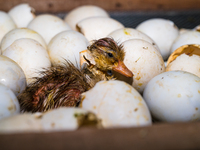 A newly hatched chick emerges from an egg incubator machine on a farm in Hanspukuria, West Bengal, India, on October 14, 2024. The global eg...