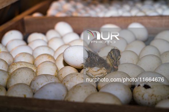 A newly hatched chick emerges from an egg incubator machine on a farm in Hanspukuria, West Bengal, India, on October 14, 2024. The global eg...