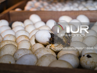 A newly hatched chick emerges from an egg incubator machine on a farm in Hanspukuria, West Bengal, India, on October 14, 2024. The global eg...