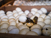 A newly hatched chick emerges from an egg incubator machine on a farm in Hanspukuria, West Bengal, India, on October 14, 2024. The global eg...