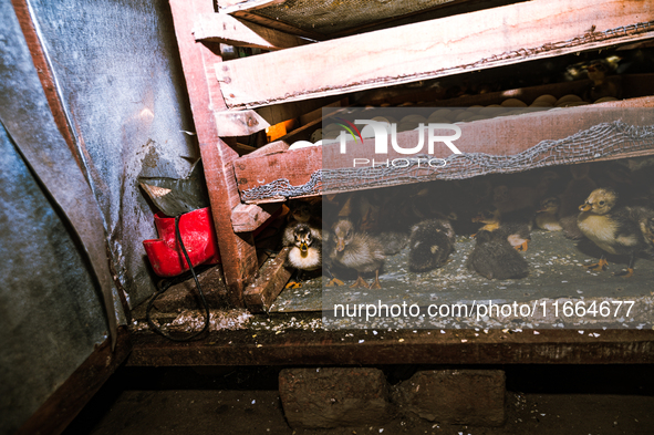 A newly hatched chick emerges from an egg incubator machine on a farm in Hanspukuria, West Bengal, India, on October 14, 2024. The global eg...