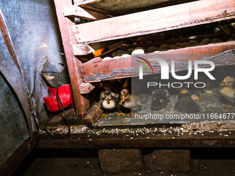 A newly hatched chick emerges from an egg incubator machine on a farm in Hanspukuria, West Bengal, India, on October 14, 2024. The global eg...