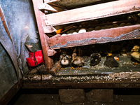 A newly hatched chick emerges from an egg incubator machine on a farm in Hanspukuria, West Bengal, India, on October 14, 2024. The global eg...