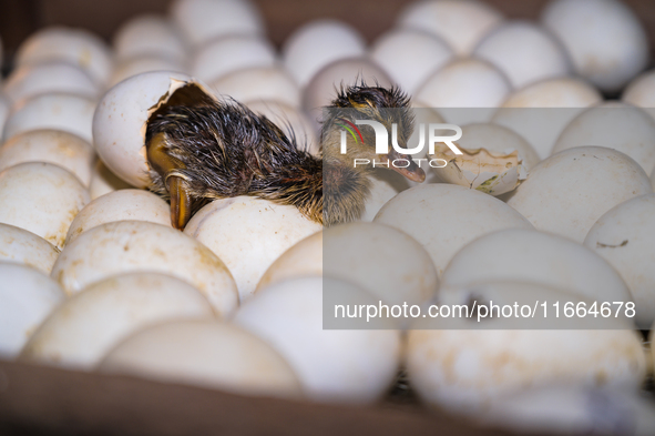 A newly hatched chick emerges from an egg incubator machine on a farm in Hanspukuria, West Bengal, India, on October 14, 2024. The global eg...