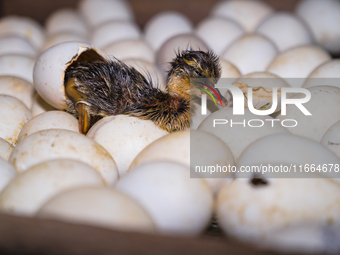 A newly hatched chick emerges from an egg incubator machine on a farm in Hanspukuria, West Bengal, India, on October 14, 2024. The global eg...