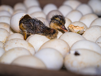 A newly hatched chick emerges from an egg incubator machine on a farm in Hanspukuria, West Bengal, India, on October 14, 2024. The global eg...