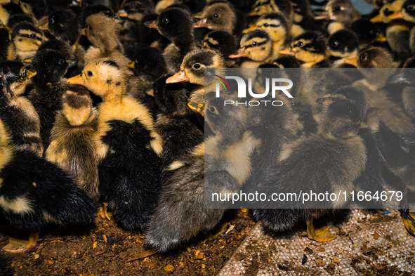 A newly hatched chick emerges from an egg incubator machine on a farm in Hanspukuria, West Bengal, India, on October 14, 2024. The global eg...