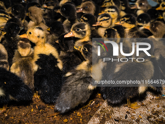 A newly hatched chick emerges from an egg incubator machine on a farm in Hanspukuria, West Bengal, India, on October 14, 2024. The global eg...