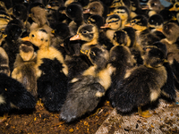 A newly hatched chick emerges from an egg incubator machine on a farm in Hanspukuria, West Bengal, India, on October 14, 2024. The global eg...