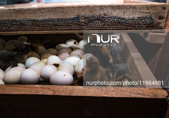 A newly hatched chick emerges from an egg incubator machine on a farm in Hanspukuria, West Bengal, India, on October 14, 2024. The global eg...