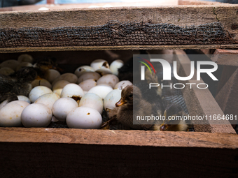 A newly hatched chick emerges from an egg incubator machine on a farm in Hanspukuria, West Bengal, India, on October 14, 2024. The global eg...