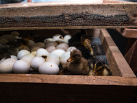 A newly hatched chick emerges from an egg incubator machine on a farm in Hanspukuria, West Bengal, India, on October 14, 2024. The global eg...