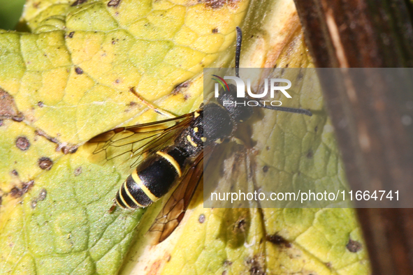 A Mason wasp (Ancistrocerus antilope) is on a leaf in Markham, Ontario, Canada, on October 12, 2024. 