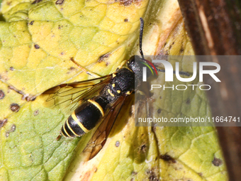 A Mason wasp (Ancistrocerus antilope) is on a leaf in Markham, Ontario, Canada, on October 12, 2024. (