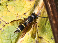 A Mason wasp (Ancistrocerus antilope) is on a leaf in Markham, Ontario, Canada, on October 12, 2024. (