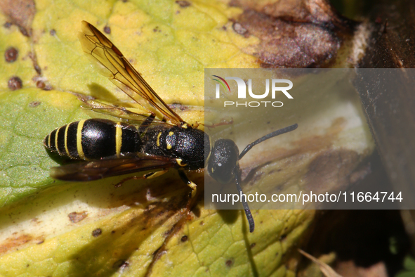 A Mason wasp (Ancistrocerus antilope) is on a leaf in Markham, Ontario, Canada, on October 12, 2024. 