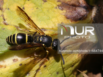 A Mason wasp (Ancistrocerus antilope) is on a leaf in Markham, Ontario, Canada, on October 12, 2024. (