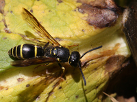 A Mason wasp (Ancistrocerus antilope) is on a leaf in Markham, Ontario, Canada, on October 12, 2024. (