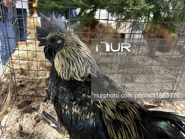 A rooster is displayed during the poultry bird competition at the 180th annual Markham Fall Fair in Markham, Ontario, Canada, on October 5,...