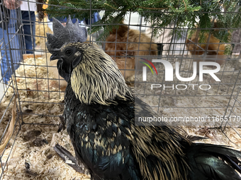 A rooster is displayed during the poultry bird competition at the 180th annual Markham Fall Fair in Markham, Ontario, Canada, on October 5,...