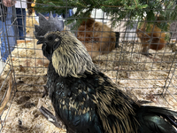 A rooster is displayed during the poultry bird competition at the 180th annual Markham Fall Fair in Markham, Ontario, Canada, on October 5,...