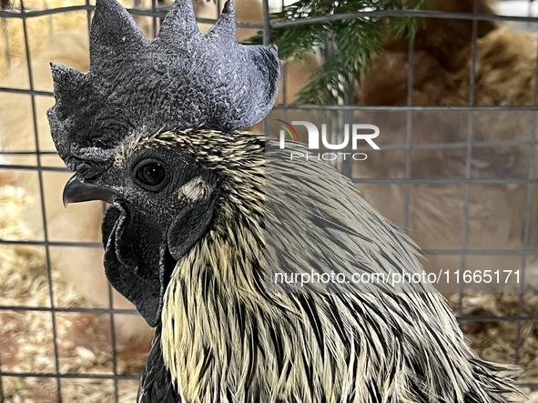 A rooster is displayed during the poultry bird competition at the 180th annual Markham Fall Fair in Markham, Ontario, Canada, on October 5,...