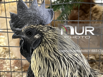 A rooster is displayed during the poultry bird competition at the 180th annual Markham Fall Fair in Markham, Ontario, Canada, on October 5,...