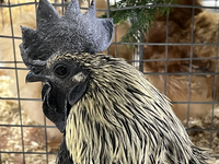 A rooster is displayed during the poultry bird competition at the 180th annual Markham Fall Fair in Markham, Ontario, Canada, on October 5,...