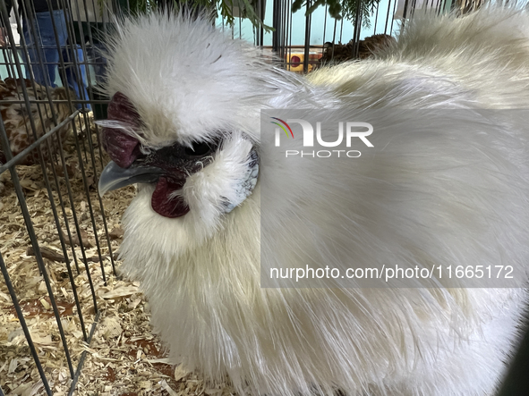 Various prize-winning poultry birds are displayed during the poultry bird competition at the 180th annual Markham Fall Fair in Markham, Onta...